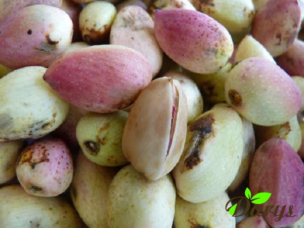 Appetizing Raw Pistachio Fruit in Bulk