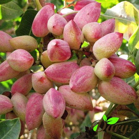 Organic Raw Pistachios to Produce