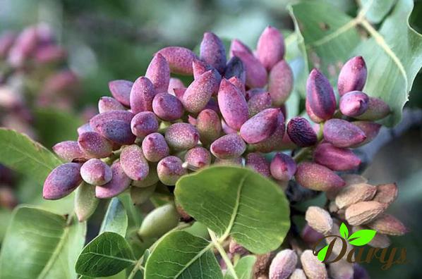 What is the Secret Behind the Pistachio's Purple Color?